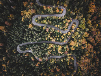 High angle view of plants growing on road