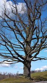 Bare trees on field