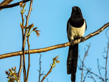 Low angle view of bird perching on tree against clear sky