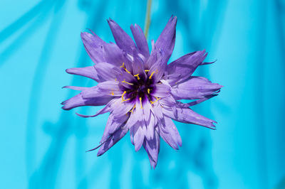 Close-up of purple flower blooming against blue sky