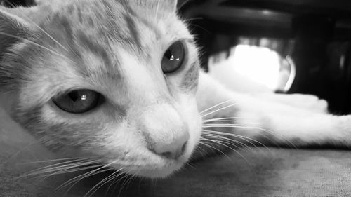 Close-up portrait of cat