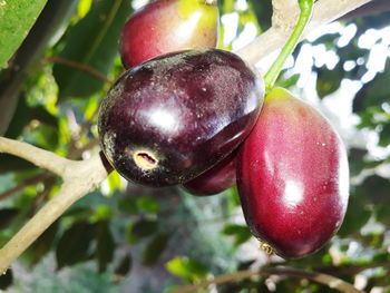 Close-up of apple on tree