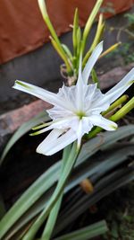 Close-up of white flowers