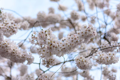 Low angle view of cherry blossom tree