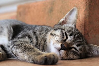 Close-up of cat sleeping