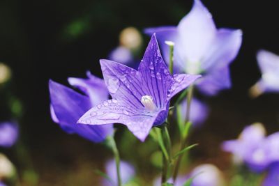 Close-up of purple flowers