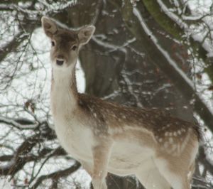 Portrait of giraffe standing on tree