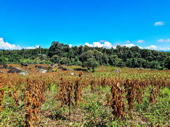 Scenic view of agricultural field against blue sky