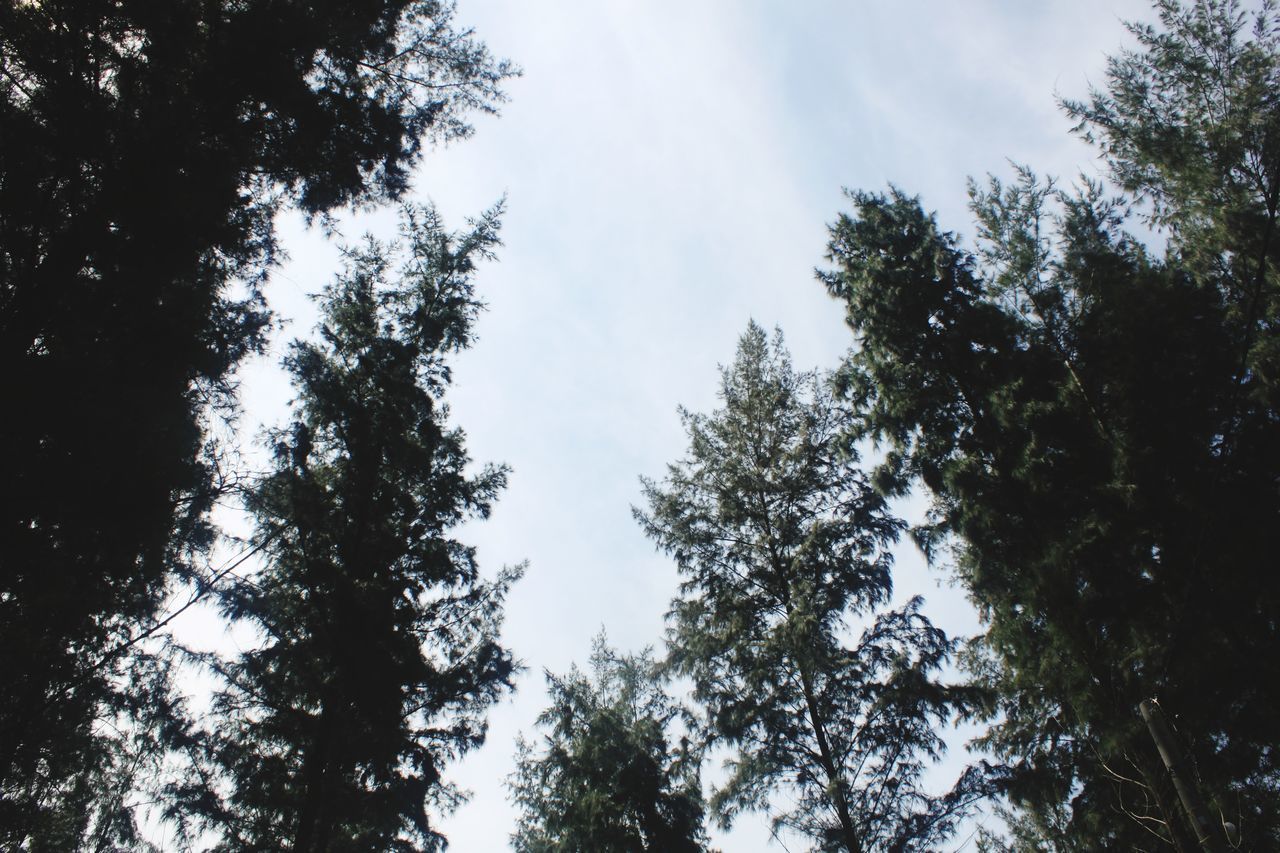 LOW ANGLE VIEW OF TREES AGAINST SKY AT FOREST