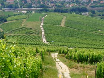 Scenic view of vineyard