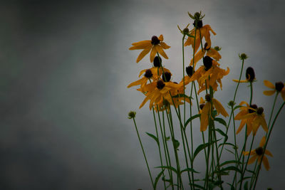 Close-up of yellow flowering plant against sky