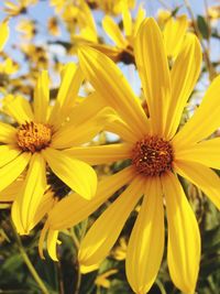 Close-up of yellow flowers