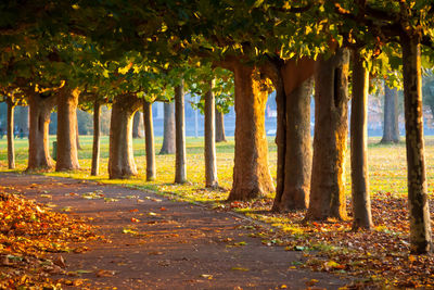 Autumn leaves on tree trunk