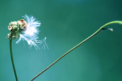 Close-up of flower