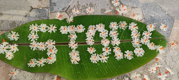 High angle view of flowering plants and leaves