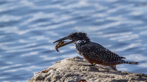 Close-up of bird perching on rock