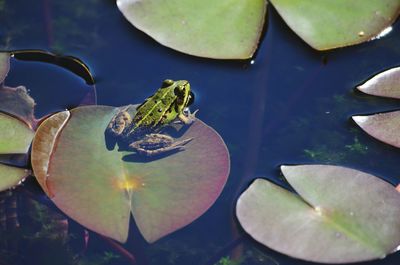 High angle view of turtle in water