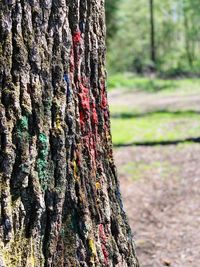 Close-up of lichen on tree trunk