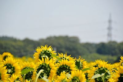 Close-up of sunflower blooming in field