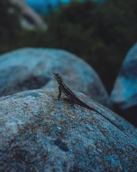 Close-up of insect on rock