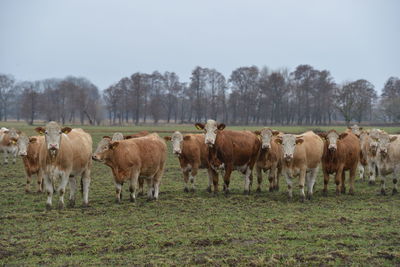 Cows standing in a field