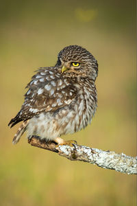 Owl perching on twig