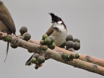 Low angle view of bird perching on branch