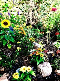 Close-up of yellow flowers blooming outdoors