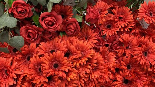 Full frame shot of red flowering plants