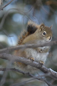 Squirrel on a tree