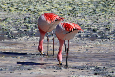 View of a bird on the beach