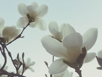 Close-up of white flowers