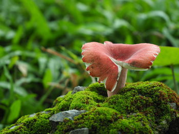 Close-up of mushroom growing on plant