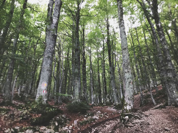 Low angle view of trees in forest