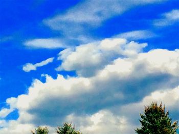 Low angle view of trees against blue sky