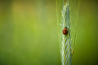 Close-up of ladybug on plant