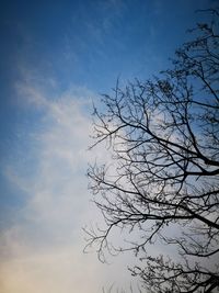 Low angle view of silhouette bare tree against sky