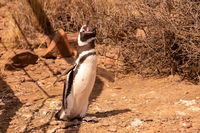 View of an animal on rock