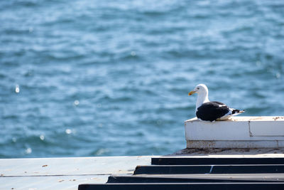 High angle view of a bird