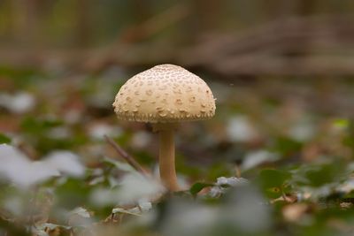 Close-up of mushroom growing on field