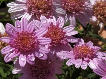 Close-up of pink flowers