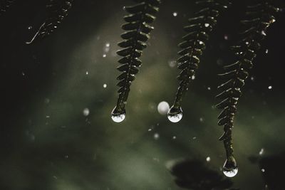 Close-up of raindrops on leaf