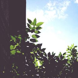 Plants growing on a tree