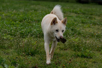 Shiba inu with stick in mouth walking on grassy field