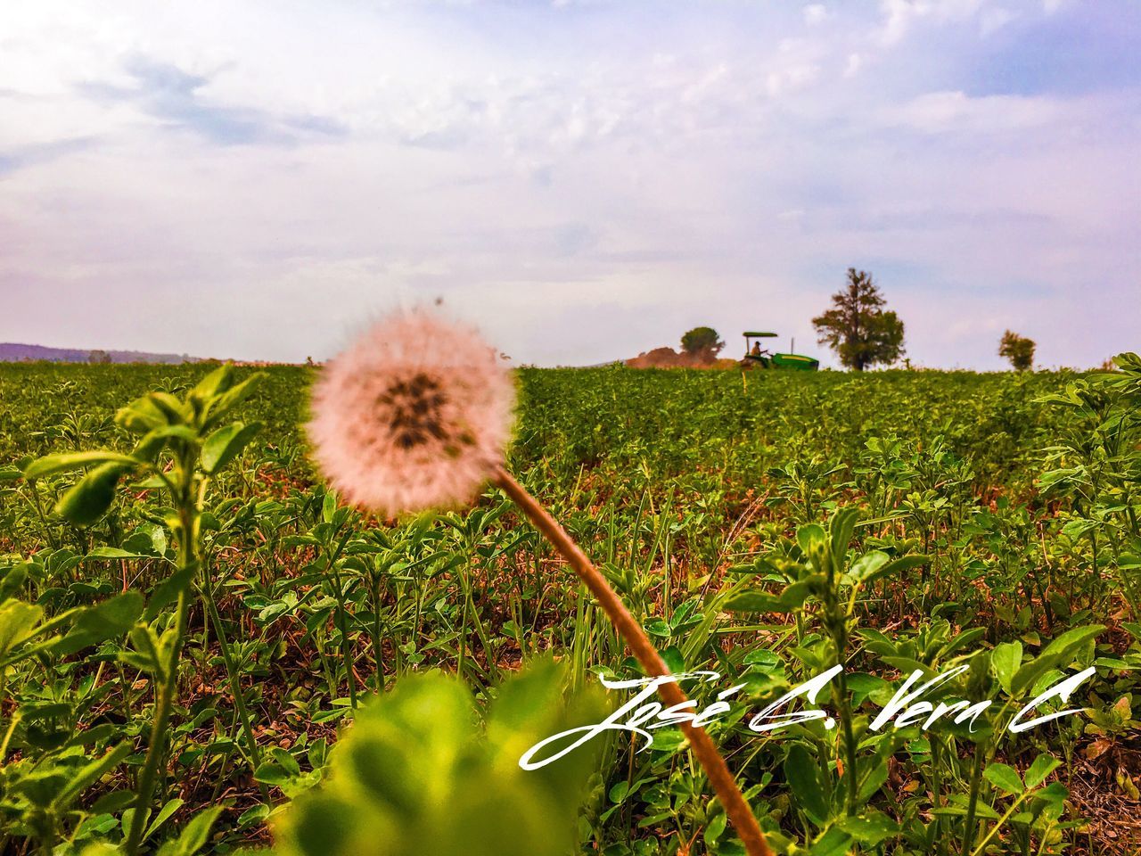 growth, field, sky, flower, plant, nature, beauty in nature, freshness, rural scene, landscape, agriculture, tranquility, grass, tranquil scene, dandelion, cloud, cloud - sky, fragility, green color, stem