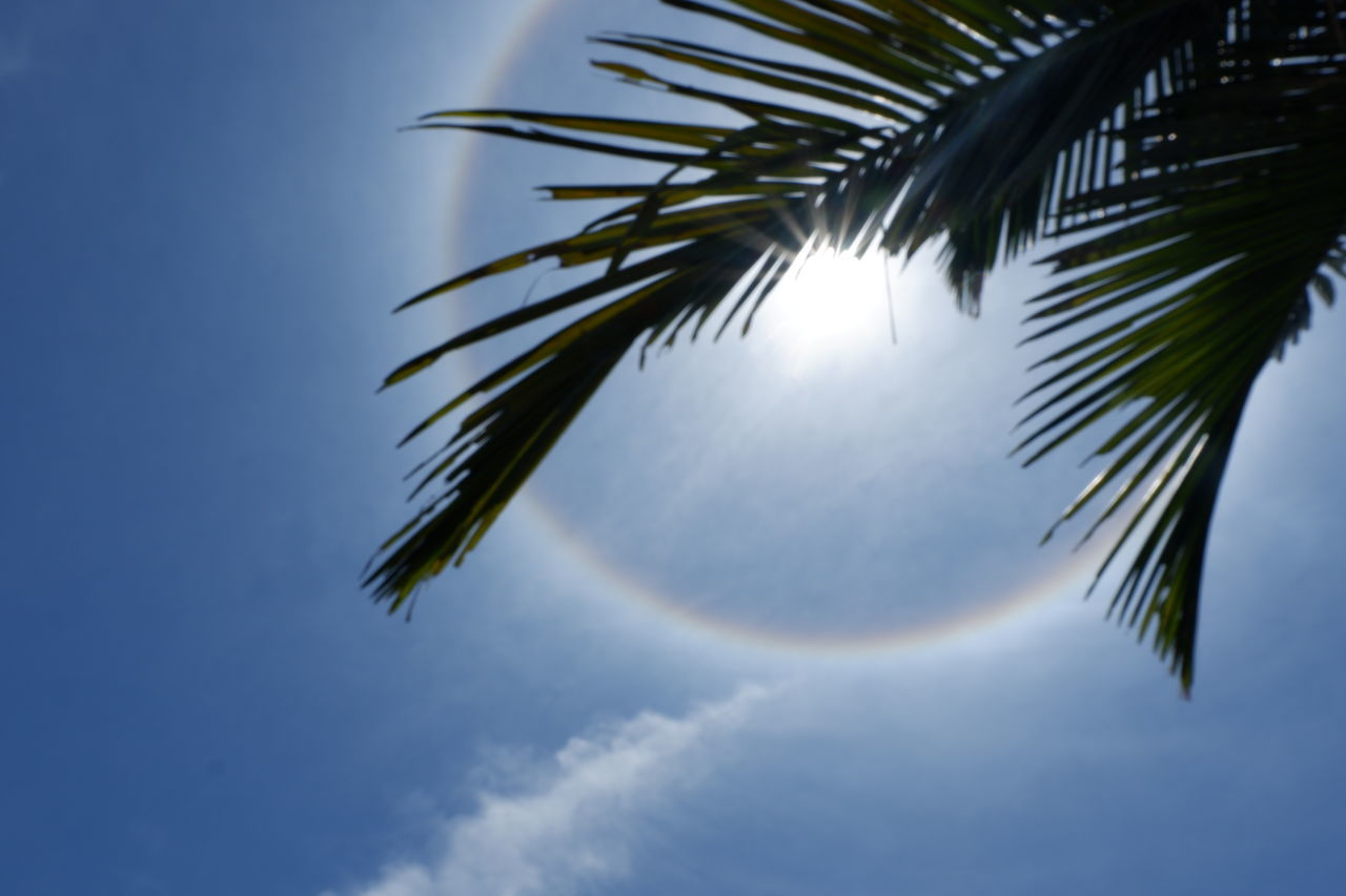 LOW ANGLE VIEW OF COCONUT PALM TREES AGAINST SKY