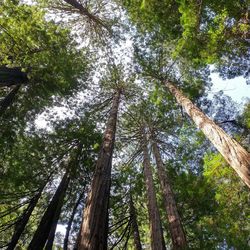 Low angle view of trees against sky