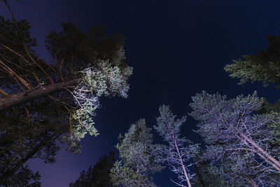 Low angle view of trees at night