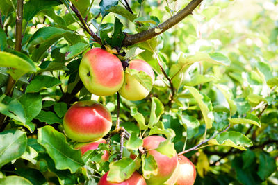 Close-up of apples on tree