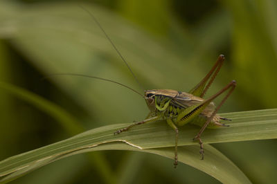 Close-up of insect on leaf